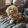 apricot, blanket, carpet, cozy, cup, curly_fur, cute, dog, furniture, glass, home, indoor, living_room, pet_clothing, poodle, relaxing, table, warm_lighting, window, wood_floor