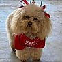 adorable, animal, best_friend, canine, companion, cream_color, cute, dog, festive, fluffy, fur, looking, outdoor, pet, poodle, portrait, red_shirt, ribbons, small_dog, standing