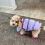 animal, booties, carpet, clothing, cozy, curious, cute, dog, domestic, floor_tiles, furry, indoor, jacket, looking_back, pet, pink, poodle, purple, ribbons, small_dog