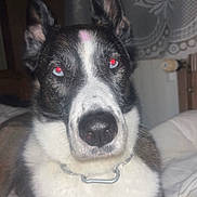Happy participe au concours pour gagner de l'argent avec cette photo : animal, bed, black_and_white, blanket, canine, close_up, collar, curtain, dog, domestic_animal, ears, fur, furniture, indoor, nose, pet, portrait, red_eye, resting, sleeping_area