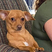 Jasper joined the competition — help win amazing prizes! dog, small_dog, tan_dog, ears, chair, patterned_chair, person, green_shirt, indoor, pet, animal, relaxed, sitting, paw, furniture, cute, companion, side_view, looking, closeup
