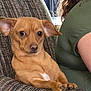 dog, small_dog, tan_dog, ears, chair, patterned_chair, person, green_shirt, indoor, pet, animal, relaxed, sitting, paw, furniture, cute, companion, side_view, looking, closeup
