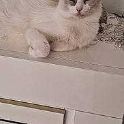 Ella participe au concours pour gagner de l'argent avec cette photo : cat, fluffy, white, gray, feline, pet, animal, indoor, cabinet, furniture, relaxed, resting, decor, ornate, tablecloth, pearls, ears, face, cute, domestic