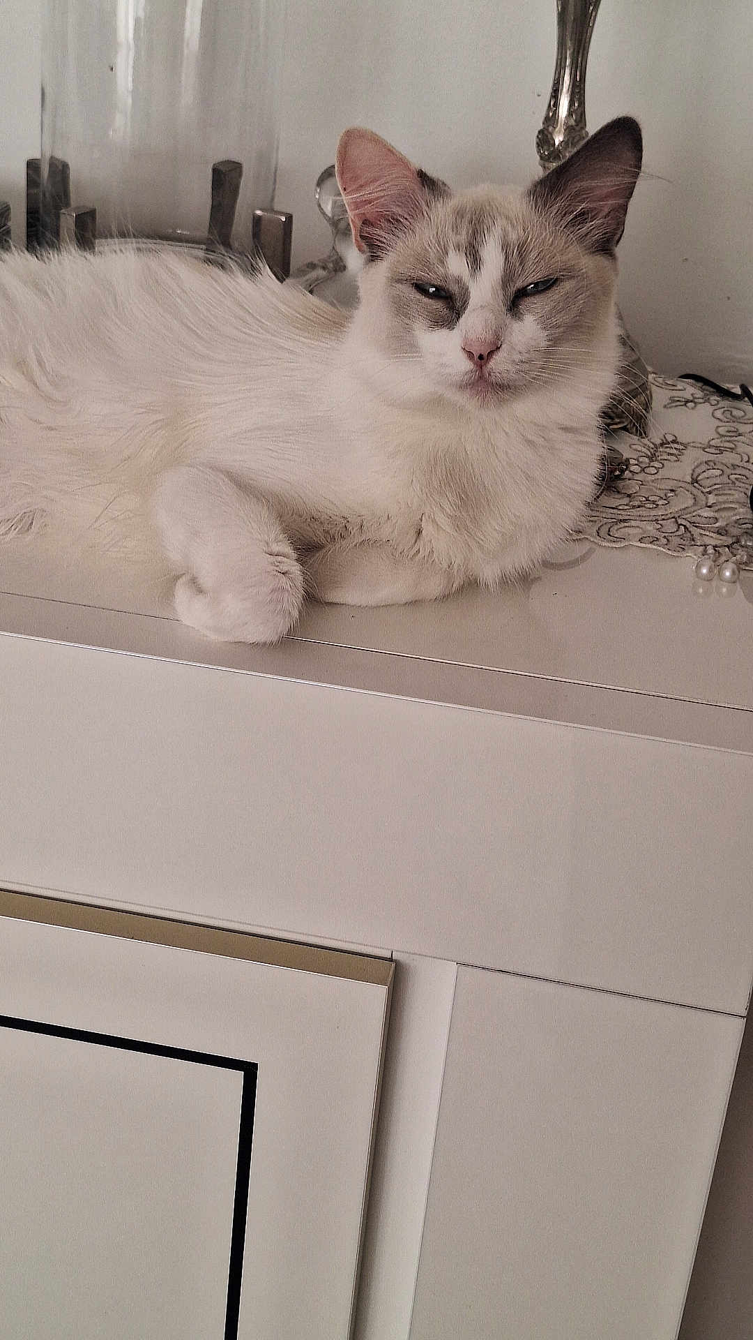 Ella participe au concours pour gagner de l'argent avec cette photo : cat, fluffy, white, gray, feline, pet, animal, indoor, cabinet, furniture, relaxed, resting, decor, ornate, tablecloth, pearls, ears, face, cute, domestic