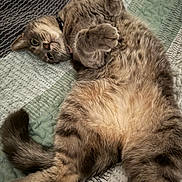 Little is registered to the contest to win money with this photo: animal, bed, cat, cozy, curious, cute, domestic, feline, fur, indoor, lying_down, paw, pet, quilt, relaxed, sleepy, soft, striped, tabby, whiskers