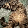 animal, bed, cat, cozy, curious, cute, domestic, feline, fur, indoor, lying_down, paw, pet, quilt, relaxed, sleepy, soft, striped, tabby, whiskers