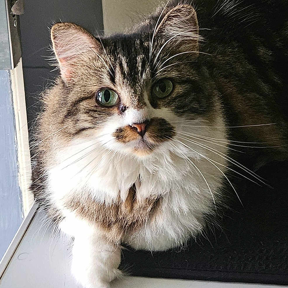 Amaya Mae is registered to the contest to win money with this photo: animal, cat, closeup, curious, cute, domestic_cat, feline, fluffy, fur, green_eyes, indoor, looking, mammal, pet, portrait, resting, soft_light, tabby_cat, whiskers, windowsill