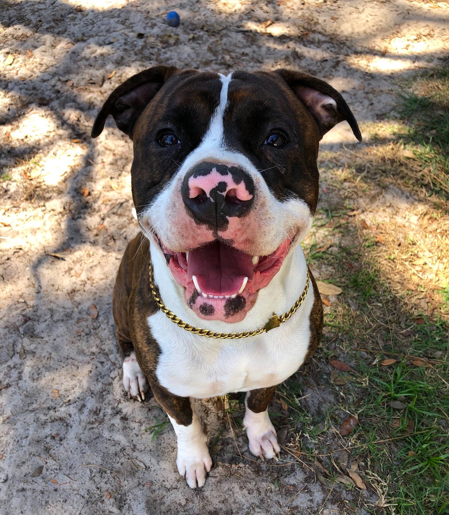 Champion is registered to the contest to win money with this photo: bulldog, canidae, carnivore, collar, companion_dog, dog, dog_breed, dog_collar, fawn, grass, leash, molosser, non_sporting_group, pet_supply, plant, snout, sporting_group, terrestrial_animal, working_animal, working_dog