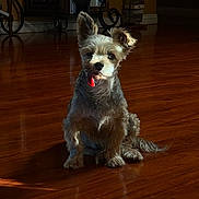 Lobo joined the competition — help win amazing prizes! dog, small_dog, tongue_out, wooden_floor, sunlight, indoor, pet, fur, ears, sitting, home, cozy, floor_reflection, playful, animal, cute, companion, domestic, portrait, light_and_shadow