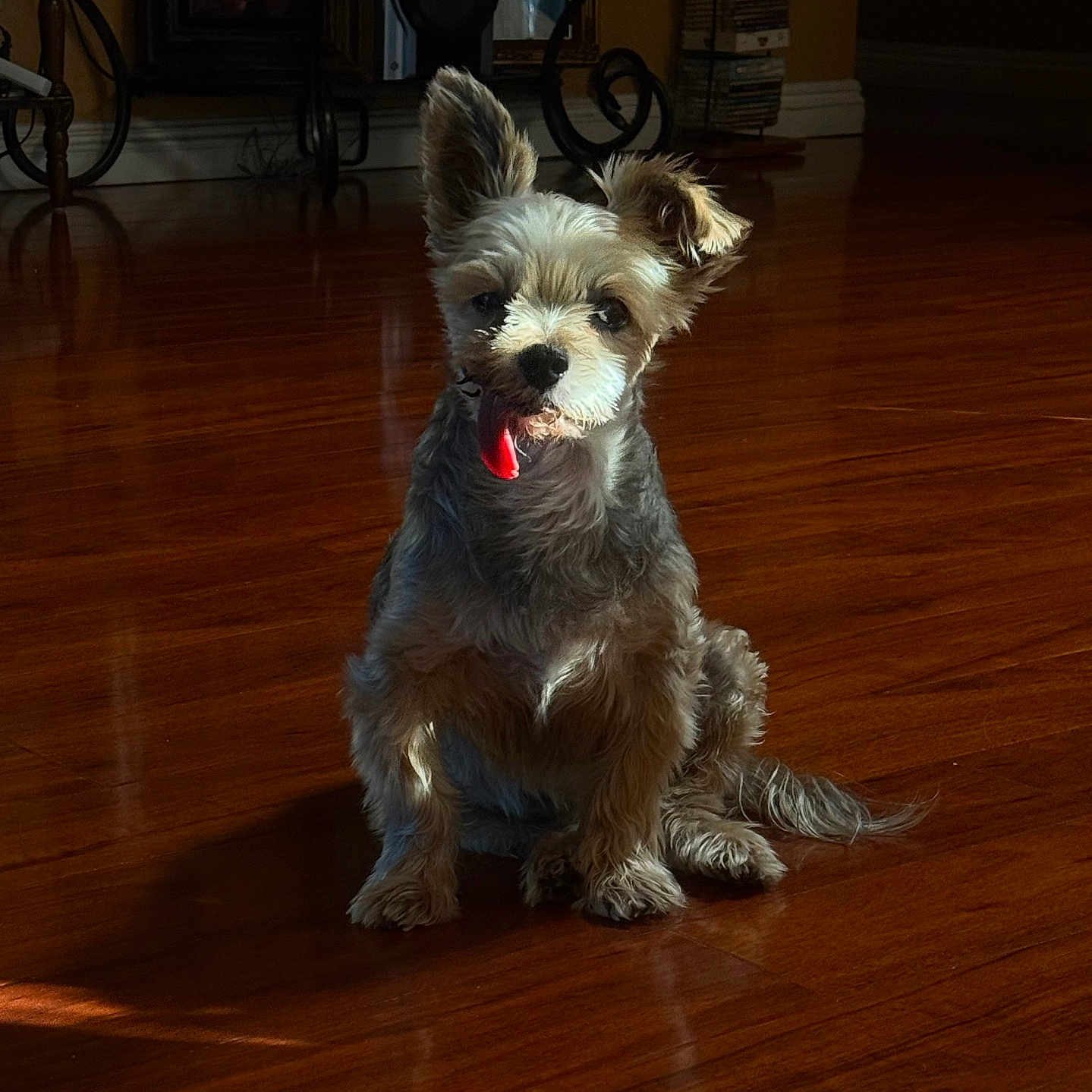 Lobo joined the competition — help win amazing prizes! animal, companion, cozy, cute, dog, domestic, ears, floor_reflection, fur, home, indoor, light_and_shadow, pet, playful, portrait, sitting, small_dog, sunlight, tongue_out, wooden_floor