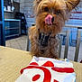 dog, small_dog, licking, tongue_out, plaid_harness, table, food_bag, indoor, chair, tile_floor, cafe, wall_art, window, furniture, pet, cute, brown_fur, focused, waiting, curious