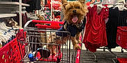 Chewy joined the competition — help win amazing prizes! dog, shopping_cart, clothing_store, red, pet, tongue_out, happy, indoor, retail, clothes, rack, shopping, small_dog, fur, canine, store, apparel, leash, bright, cute