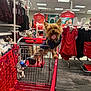 dog, shopping_cart, clothing_store, red, pet, tongue_out, happy, indoor, retail, clothes, rack, shopping, small_dog, fur, canine, store, apparel, leash, bright, cute