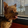 dog, small_dog, indoor, window, screen, tongue_out, fluffy_fur, brown_fur, collar, pet, side_view, ears_up, daylight, closeup, animal, looking_out, tongue, snout, domestic_animal, calm