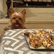 Chewy is registered to the contest to win money with this photo: dog, cinnamon_rolls, tablecloth, food, plate, tongue_out, indoor, fireplace, stone, pattern, brown, cute, pet, waiting, tiled_floor, snack, home, cozy, small_dog, curious