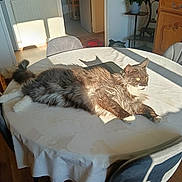 Vegan participe au concours pour gagner de l'argent avec cette photo : cat, table, chair, furniture, indoor, sunlight, wooden_floor, dining_room, gray_cat, white_paws, fluffy_fur, relaxed, pet, home, domestic_animal, shadow, tablecloth, cozy, resting, living_space