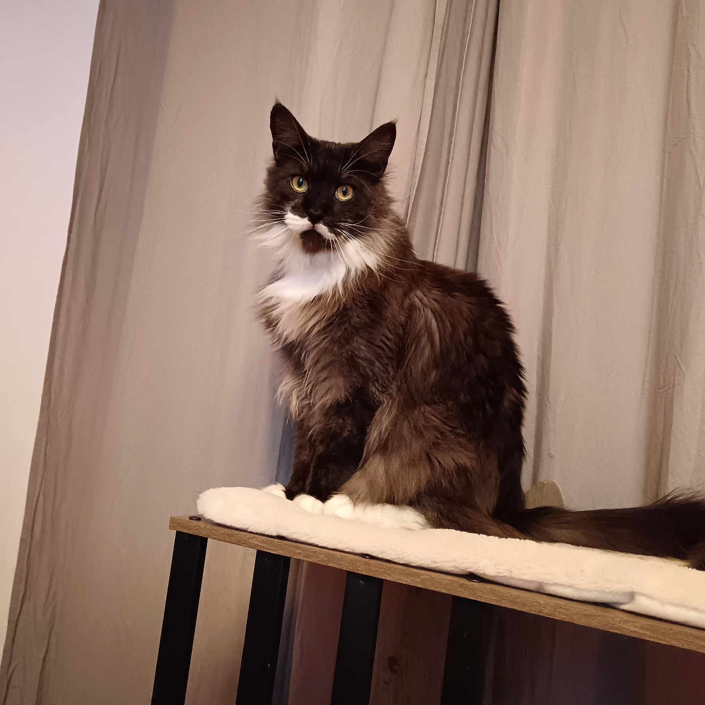 Vegan participe au concours pour gagner de l'argent avec cette photo : alert, animal, black_and_white, calm, cat, curtains, cushion, domestic, eyes, feline, fur, furniture, indoor, long_hair, pet, portrait, sitting, tail, whiskers, wooden_platform