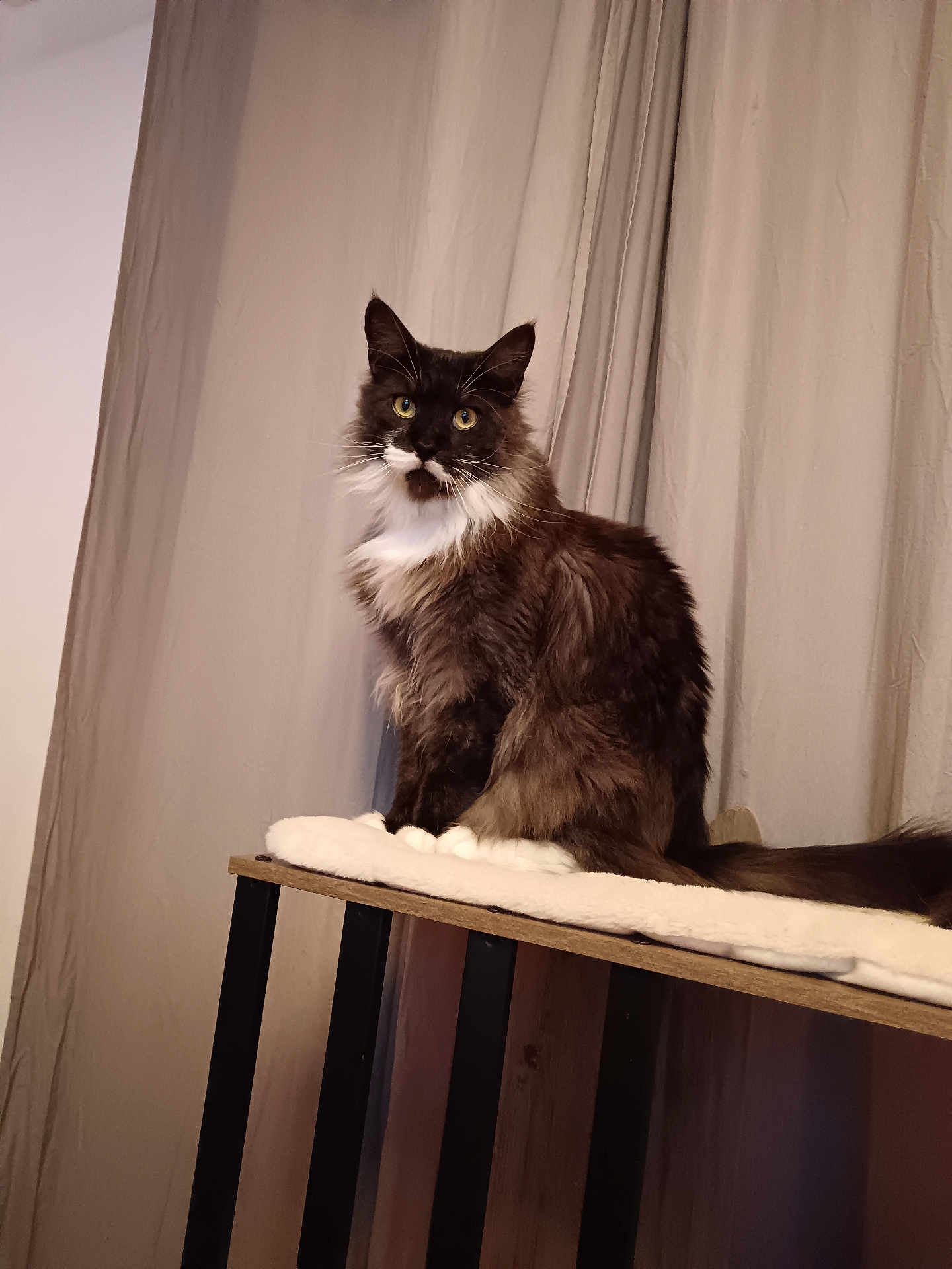 Vegan participe au concours pour gagner de l'argent avec cette photo : cat, long_hair, black_and_white, feline, pet, indoor, curtains, wooden_platform, cushion, sitting, fur, tail, whiskers, eyes, animal, domestic, portrait, furniture, calm, alert