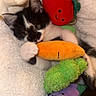 kitten, cat, black_and_white, pet, animal, face, eyes, ears, whiskers, fur, lying_down, blanket, plush_toy, carrot_toy, stuffed_animal, colorful, indoors, cozy, cute, portrait