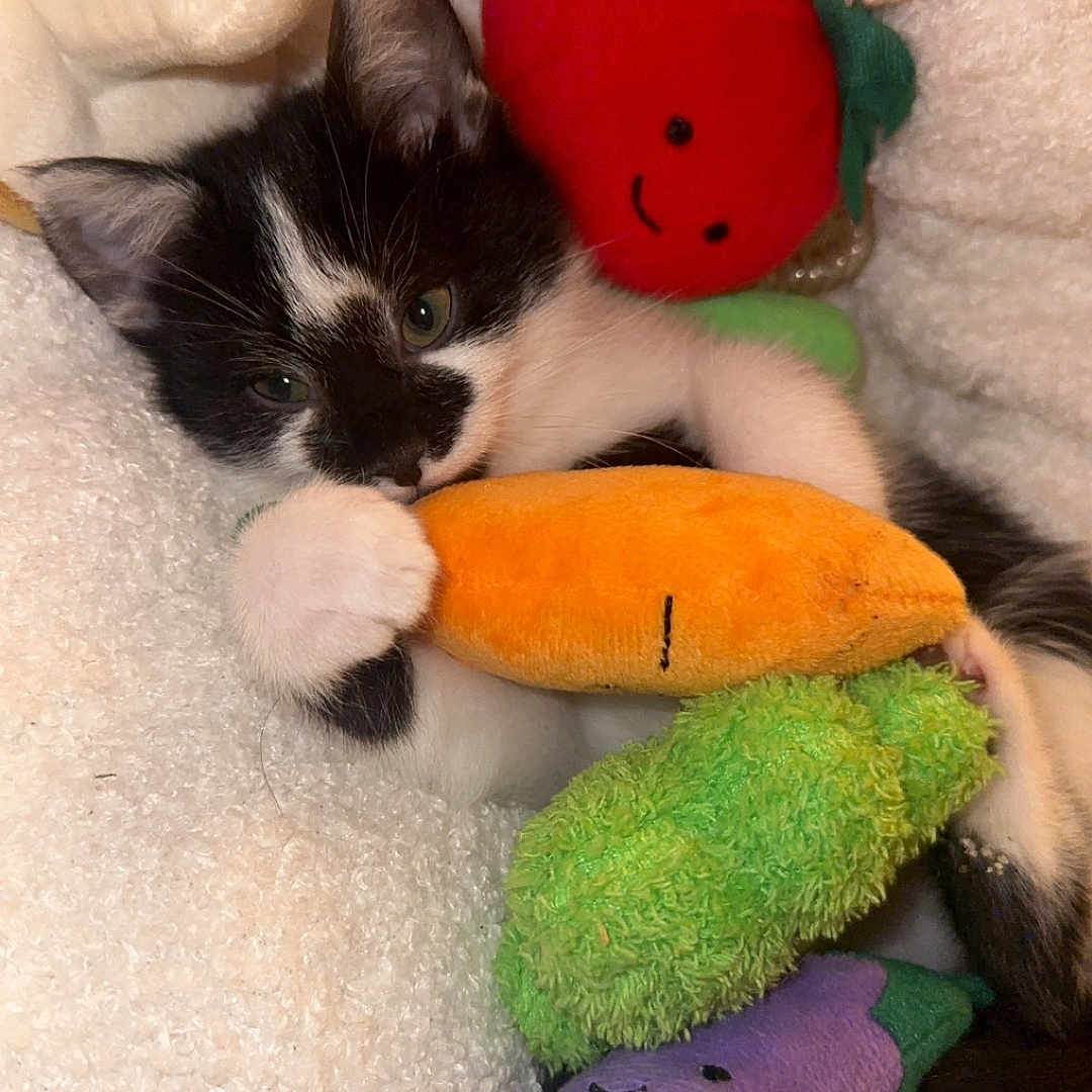 Alba participe au concours pour gagner de l'argent avec cette photo : kitten, cat, black_and_white, pet, animal, face, eyes, ears, whiskers, fur, lying_down, blanket, plush_toy, carrot_toy, stuffed_animal, colorful, indoors, cozy, cute, portrait