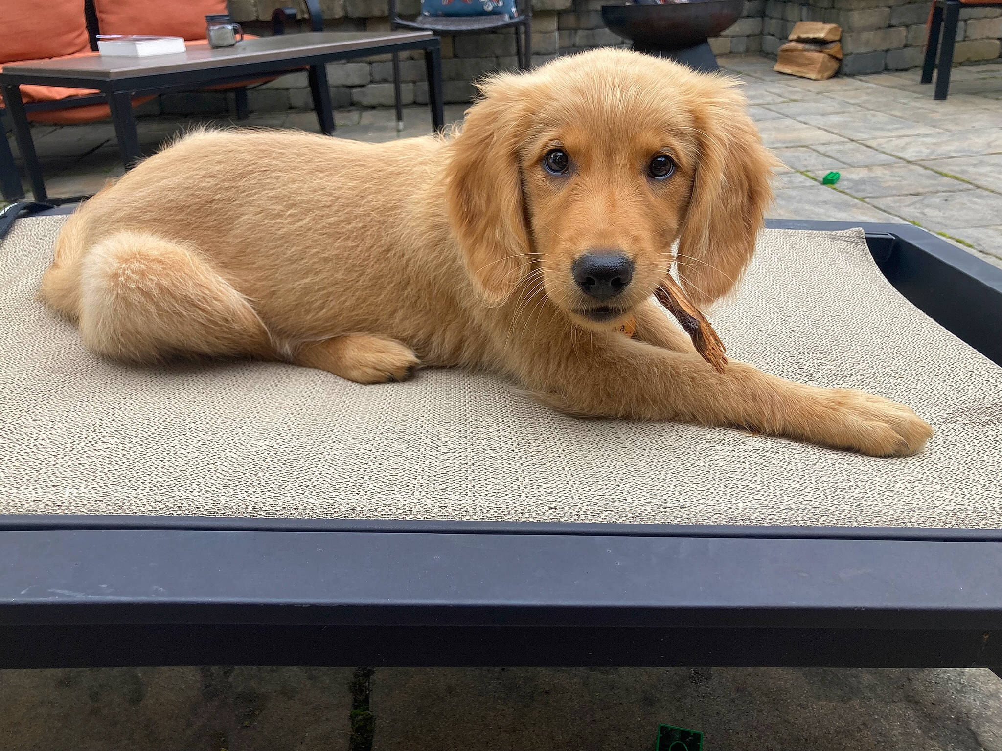 Ada joined the competition — help win amazing prizes! canidae, carnivore, comfort, companion_dog, dog, dog_breed, fawn, flooring, fur, gun_dog, hardwood, liver, paw, rectangle, retriever, snout, sporting_group, table, wood, working_animal
