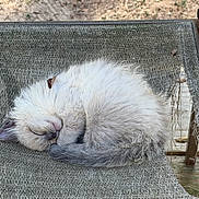 Gizmo is registered to the contest to win money with this photo: kitten, cat, sleeping, curled_up, fur, animal, pet, resting, chair, fabric, outdoor, nature, cute, small, cozy, peaceful, fluffy, relaxing, paw, tail