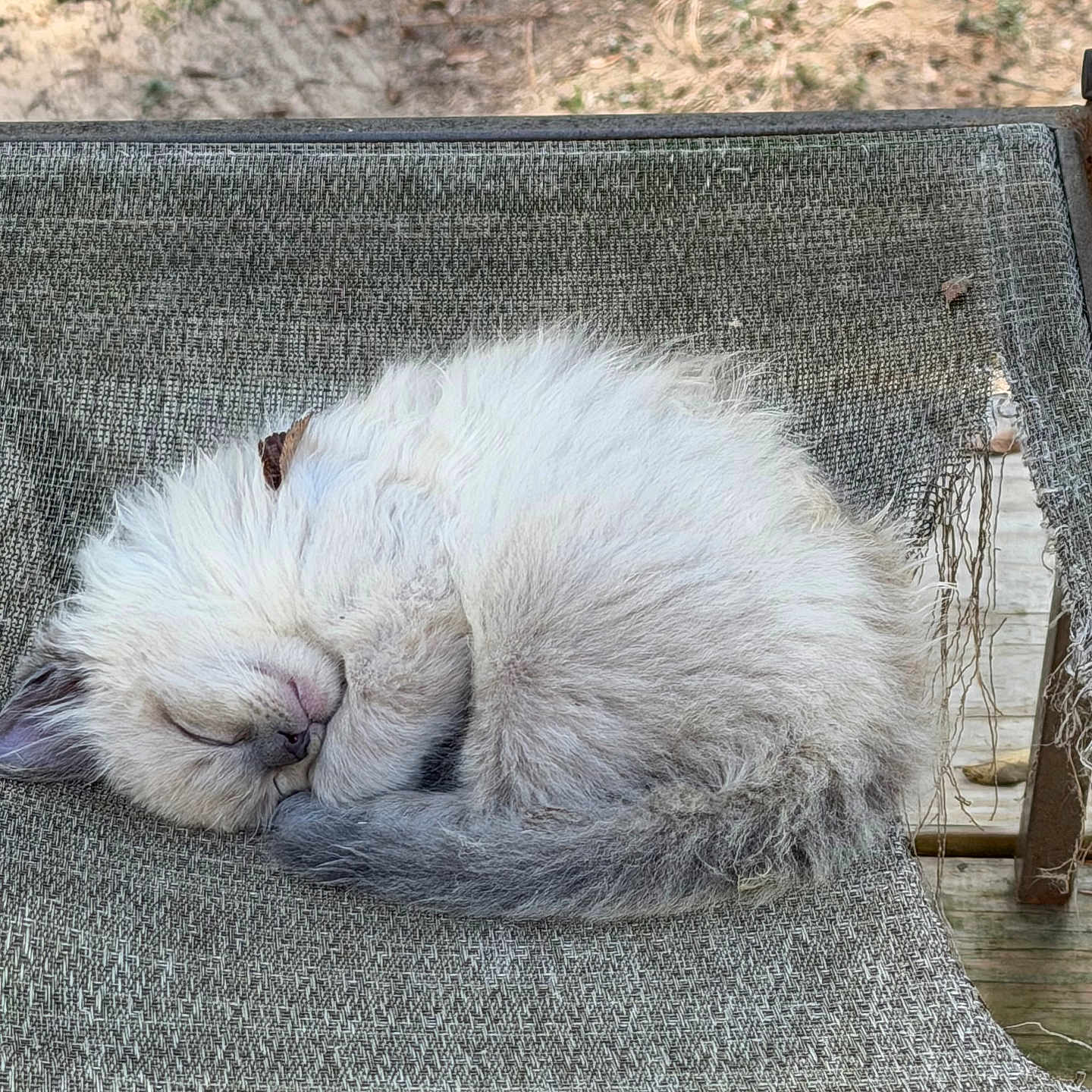 Gizmo is registered to the contest to win money with this photo: animal, cat, chair, cozy, curled_up, cute, fabric, fluffy, fur, kitten, nature, outdoor, paw, peaceful, pet, relaxing, resting, sleeping, small, tail