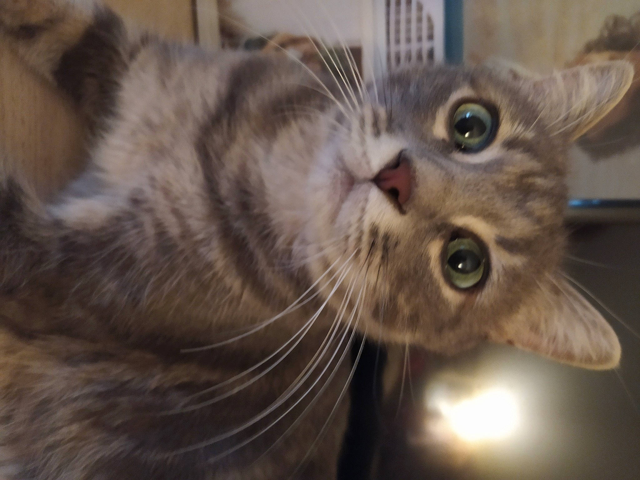 Aïko participe au concours pour gagner de l'argent avec cette photo : carnivore, cat, claw, close_up, domestic_short_haired_cat, ear, felidae, fur, paw, small_to_medium_sized_cats, snout, terrestrial_animal, whiskers, wildlife