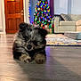 Moose is registered to the contest to win money with this photo: dog, puppy, small_dog, fluffy, fur, close_up, hardwood_floor, floor, christmas_tree, christmas_lights, bokeh, living_room, couch, rug, door, holiday, cozy, pet, portrait, adorable