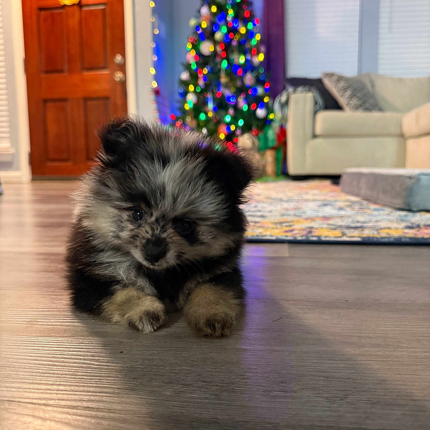 Moose is registered to the contest to win money with this photo: adorable, bokeh, christmas_lights, christmas_tree, close_up, couch, cozy, dog, door, floor, fluffy, fur, hardwood_floor, holiday, living_room, pet, portrait, puppy, rug, small_dog