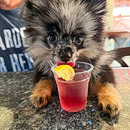 Moose joined the competition — help win amazing prizes! puppy, dog, pomeranian, tongue, plastic_cup, lemon_slice, paw, fur, eyes, countertop, table, beverage, indoor, close_up, person_partial, beard, cute, licking, marble, stealing