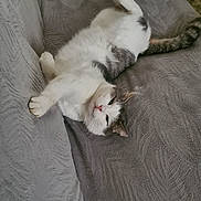 Mister Cat participe au concours pour gagner de l'argent avec cette photo : animal, cat, couch, cozy, cute, feline, fluffy, fur, gray, home, indoor, lounging, pet, pillow, relaxed, resting, sofa, texture, upside_down, white