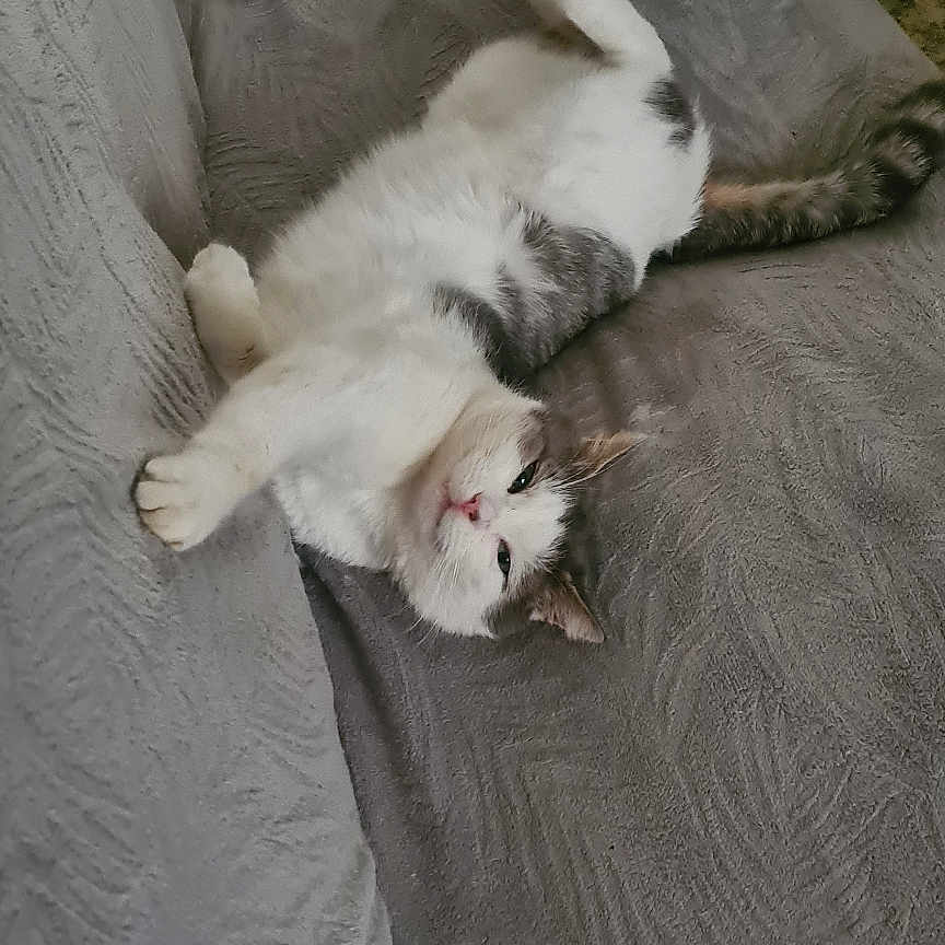 Mister Cat participe au concours pour gagner de l'argent avec cette photo : animal, cat, couch, cozy, cute, feline, fluffy, fur, gray, home, indoor, lounging, pet, pillow, relaxed, resting, sofa, texture, upside_down, white