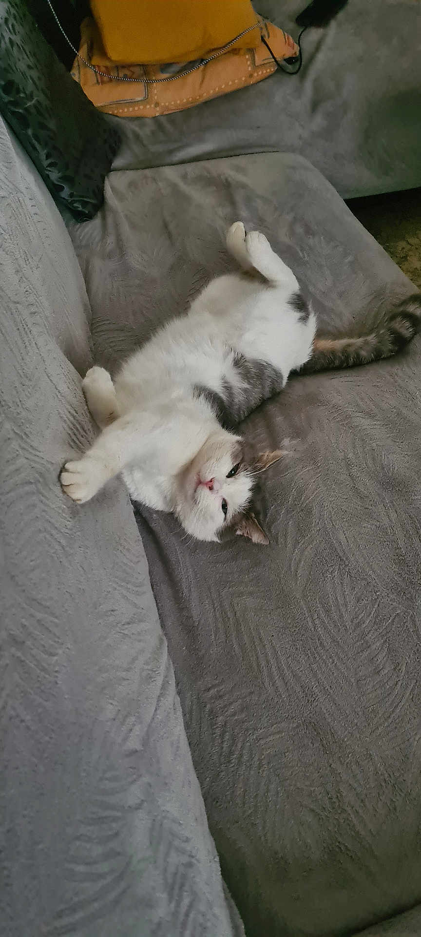 Mister Cat participe au concours pour gagner de l'argent avec cette photo : animal, cat, couch, cozy, cute, feline, fluffy, fur, gray, home, indoor, lounging, pet, pillow, relaxed, resting, sofa, texture, upside_down, white