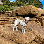 Stella participe au concours pour gagner de l'argent avec cette photo : dog, dalmatian, spotted, rock, rocks, outdoor, nature, animal, pet, sunlight, daytime, clear_sky, landscape, tree, greenery, collar, standing, canine, wildlife, scenic