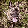 dog, brindle, outdoor, grass, tongue_out, pet, animal, canine, ears_up, happy, sitting, nature, muzzle, brown, black, eyes, fur, portrait, looking_up, playful