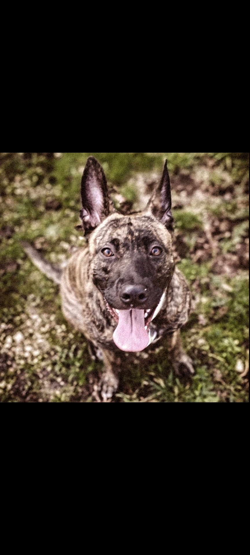 Kiba a rejoint le concours — aidez-le/la à gagner de superbes lots ! dog, brindle, outdoor, grass, tongue_out, pet, animal, canine, ears_up, happy, sitting, nature, muzzle, brown, black, eyes, fur, portrait, looking_up, playful