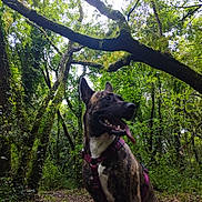 Kiba a rejoint le concours — aidez-le/la à gagner de superbes lots ! dog, brindle, purple_harness, forest, trees, greenery, moss, branches, trail, leaves, nature, outdoor, canine, happy, tongue_out, pet, animal, woodland, sitting, daylight