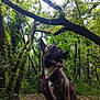 dog, brindle, purple_harness, forest, trees, greenery, moss, branches, trail, leaves, nature, outdoor, canine, happy, tongue_out, pet, animal, woodland, sitting, daylight