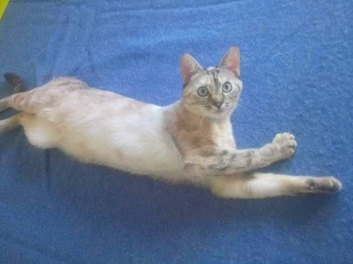 Bibile participe au concours pour gagner de l'argent avec cette photo : aegean_cat, american_wirehair, arabian_mau, asian, australian_mist, burmilla, carnivore, cat, colorpoint_shorthair, european_shorthair, felidae, kitten, mammal, oriental_longhair, polydactyl_cat, small_to_medium_sized_cats, tail, turkish_angora, vertebrate, whiskers