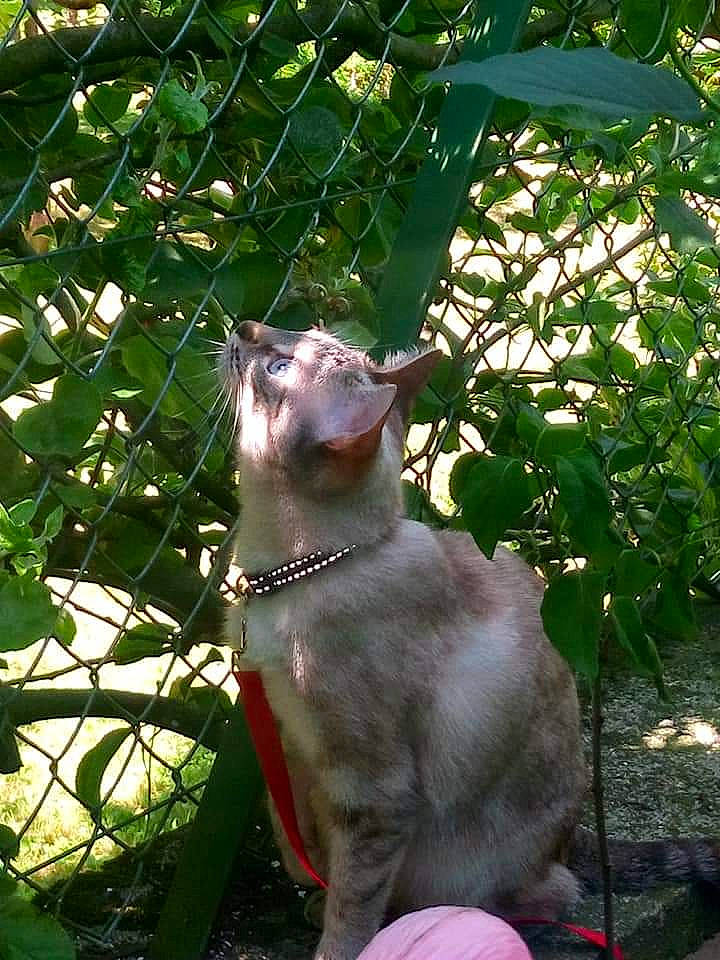 Bibile a rejoint le concours — aidez-le/la à gagner de superbes lots ! botany, carnivore, cat, fawn, felidae, grass, plant, small_to_medium_sized_cats, tree, whiskers