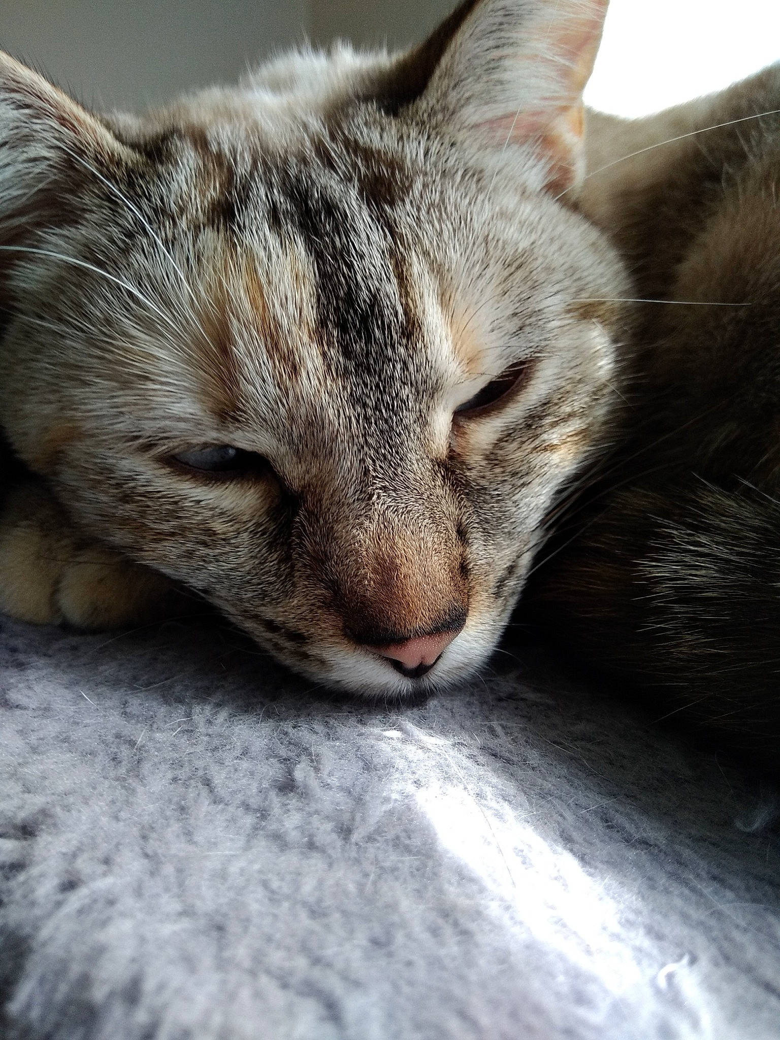 Bibile participe au concours pour gagner de l'argent avec cette photo : asian, carnivore, cat, close_up, domestic_short_haired_cat, dragon_li, european_shorthair, eye, felidae, fur, kitten, mammal, nap, nose, paw, sleep, small_to_medium_sized_cats, snout, tabby_cat, whiskers