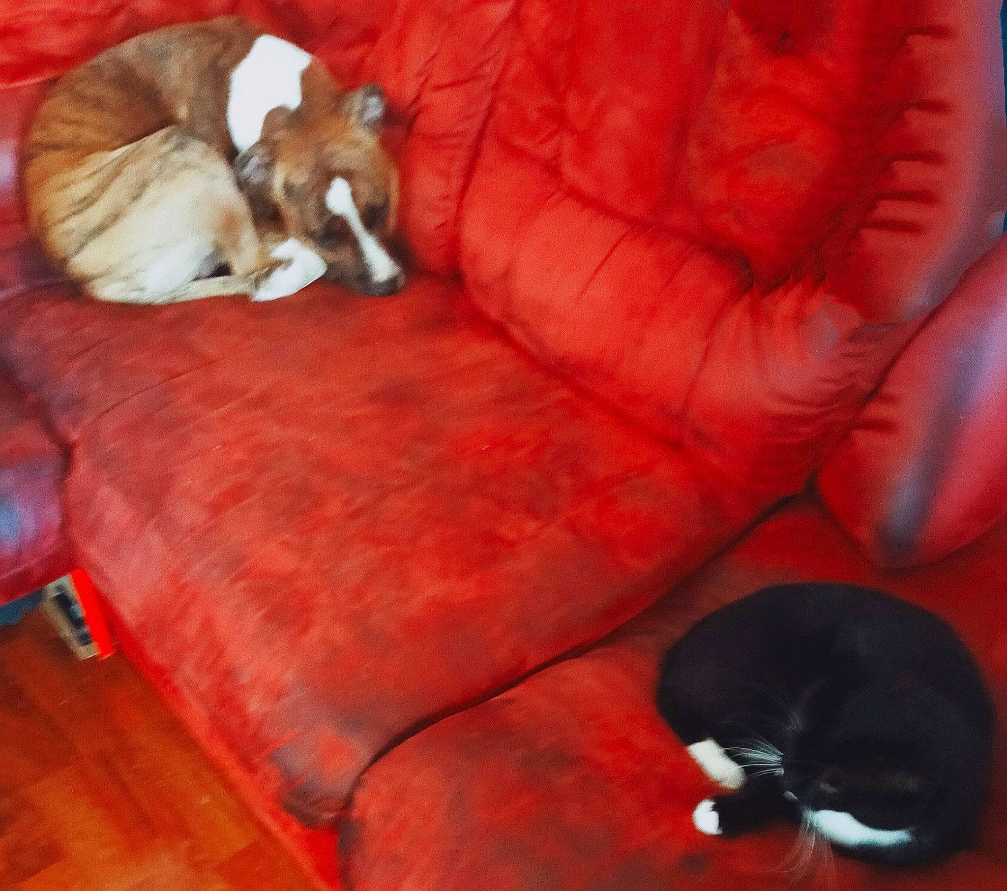 Dobby participe au concours pour gagner de l'argent avec cette photo : carnivore, comfort, companion_dog, couch, dog, dog_breed, fawn, felidae, flooring, furniture, hardwood, linens, liver, small_to_medium_sized_cats, snout, tail, vertebrate, whiskers, wood, working_animal