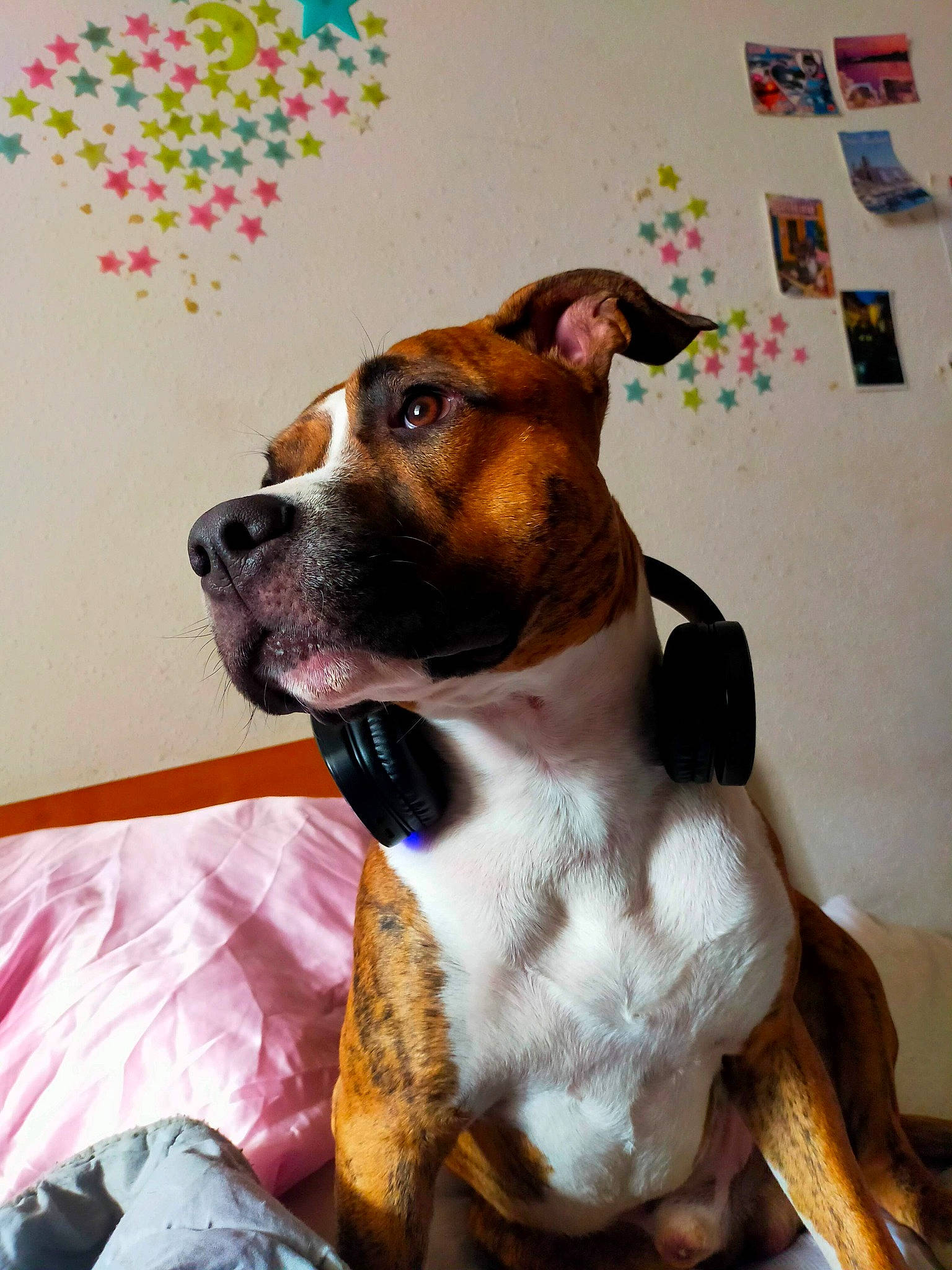 Dobby participe au concours pour gagner de l'argent avec cette photo : ancient_dog_breeds, canidae, carnivore, collar, companion_dog, dog, dog_breed, dog_collar, dog_supply, fawn, fur, non_sporting_group, pet_supply, snout, sporting_group, terrier, whiskers, window, working_animal, working_dog