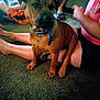 dog, brown_dog, collar, indoor, carpet, people, legs, arms, sitting, pet, animal, casual, floor, home, relaxed, companion, canine, blue_collar, domestic, household