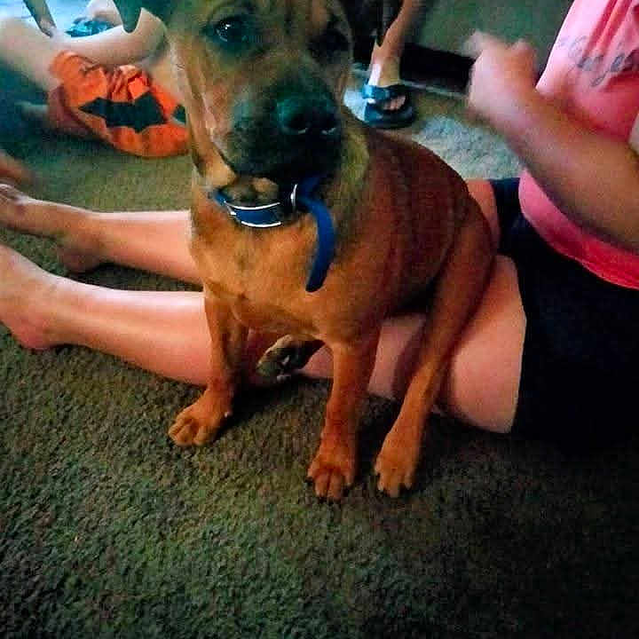 Buddy