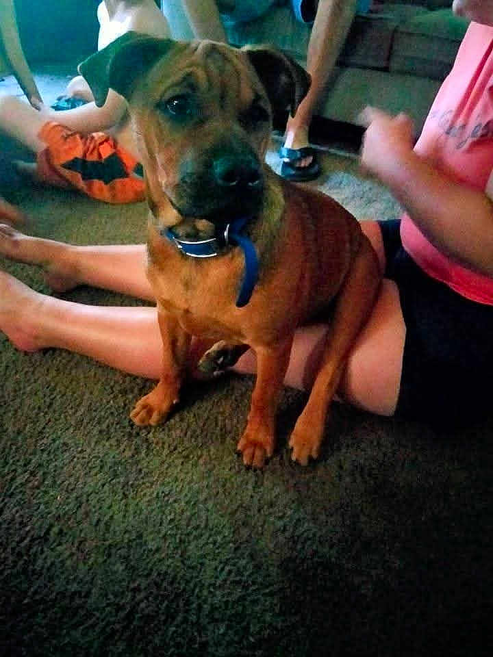 Buddy