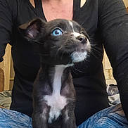Puppy is registered to the contest to win money with this photo: animal, black_and_white, black_shirt, blue_eyes, casual, clothing, curious, cute, dog, domestic, home, indoor, lap, patterned_pants, person, pet, portrait, puppy, sitting, young_dog