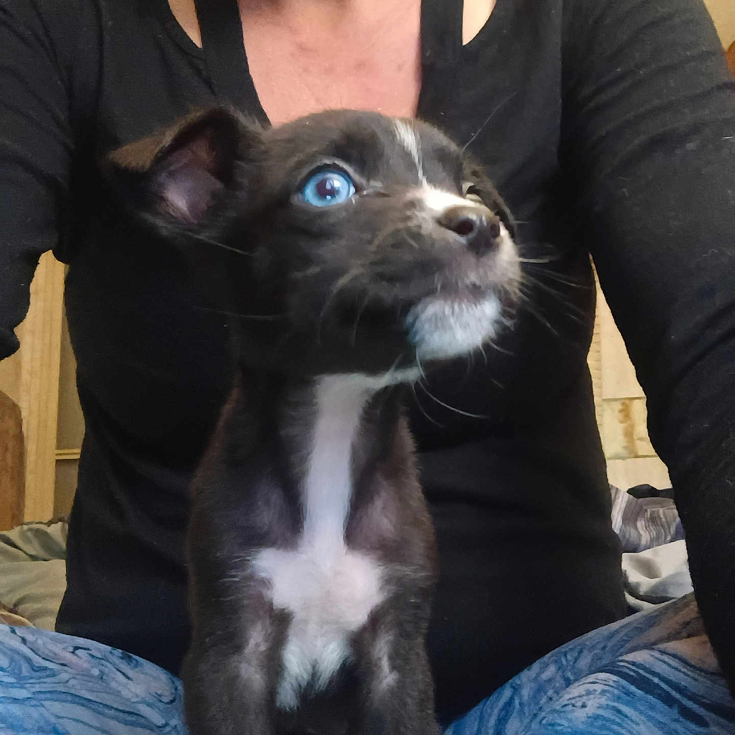 Puppy
