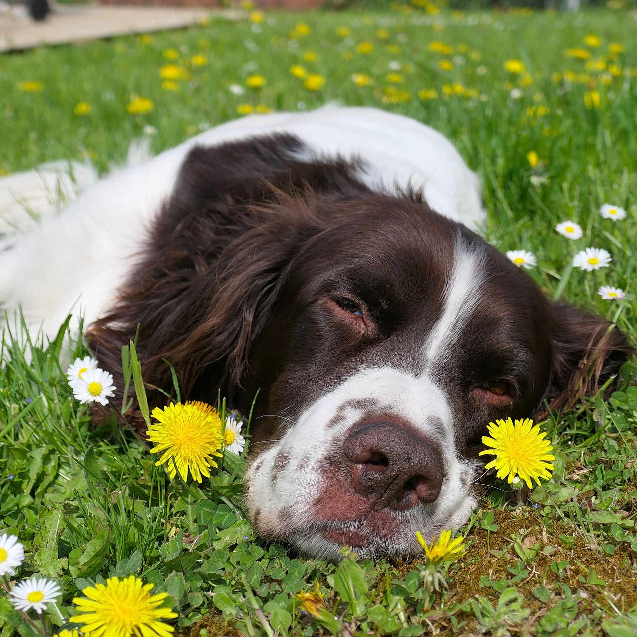 Max participe au concours pour gagner de l'argent avec cette photo : anemone, animal, canine, daisy, dandelion, dog, field, flower, grass, grassland, herbal, herbs, lawn, leaf, nature, outdoors, pet, petal, plant, puppy